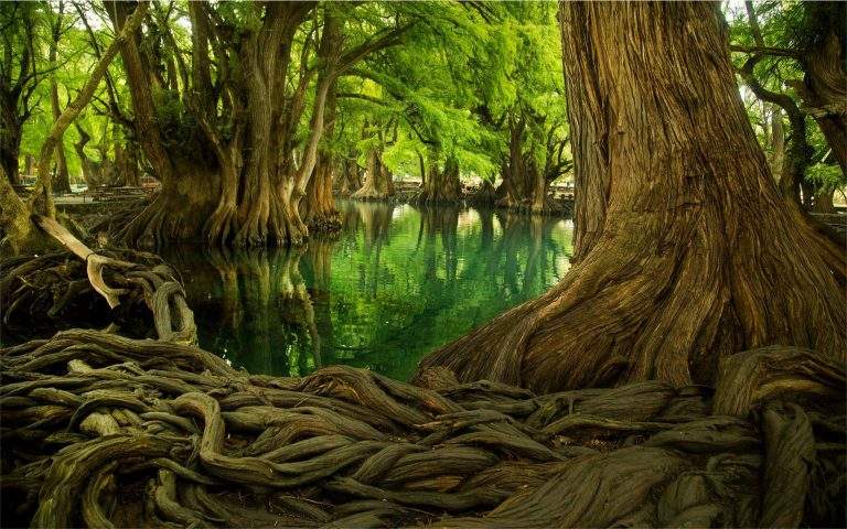 Parque Nacional Lago de Camécuaro en México Guía de Viaje Definitiva