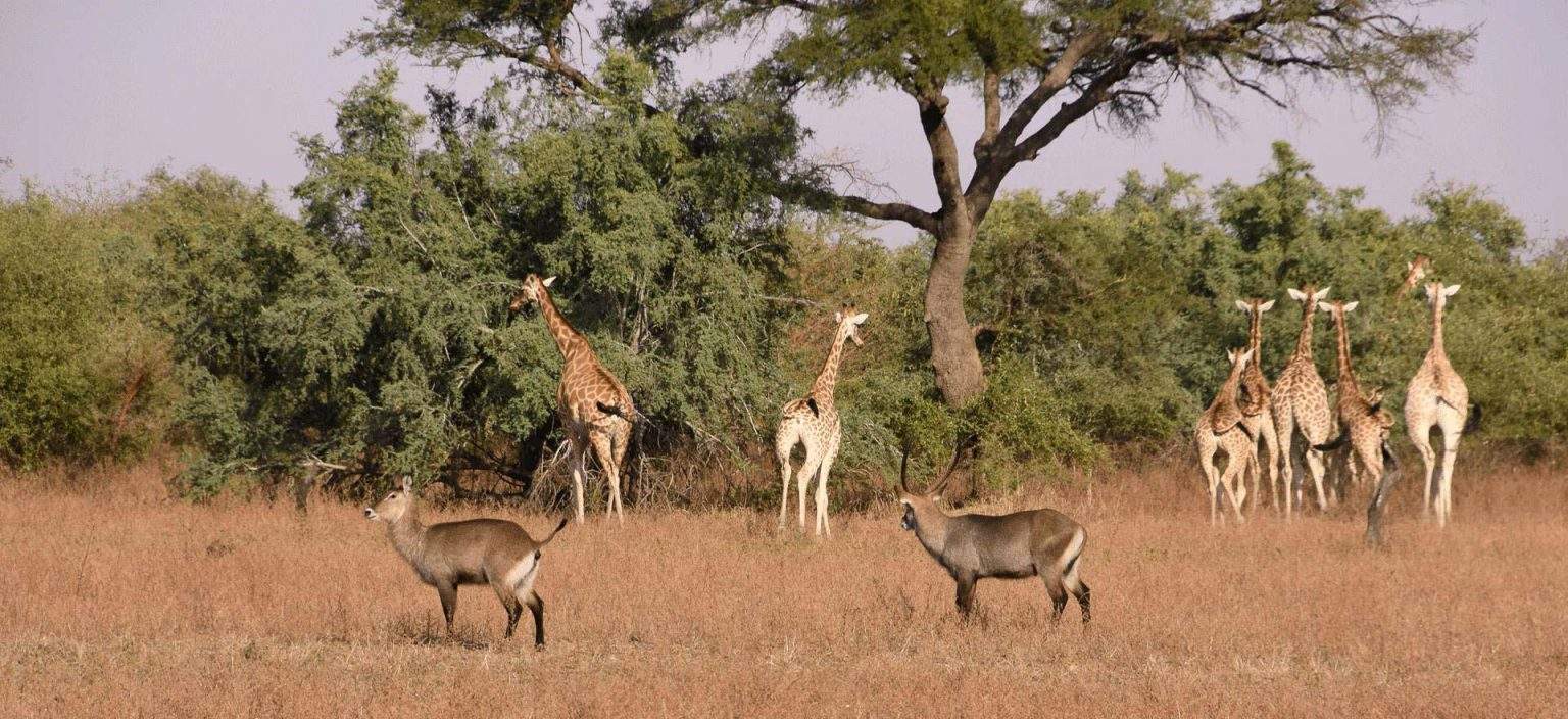 Parque Nacionales de África