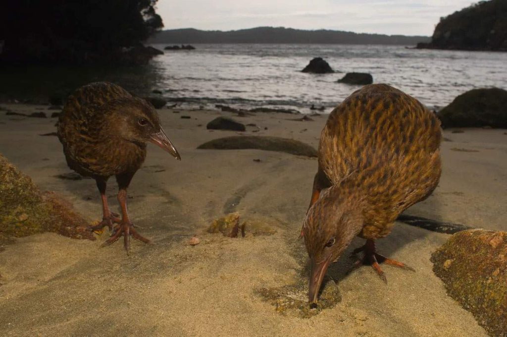 Fauna del Parque Nacional Abel Tasman