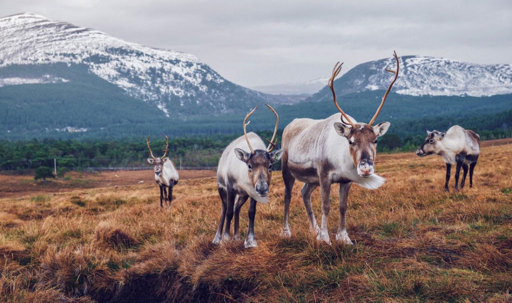 Renos en Cairngorm Reindeer Centre y en el fondo las montañas nevadas de Escocia