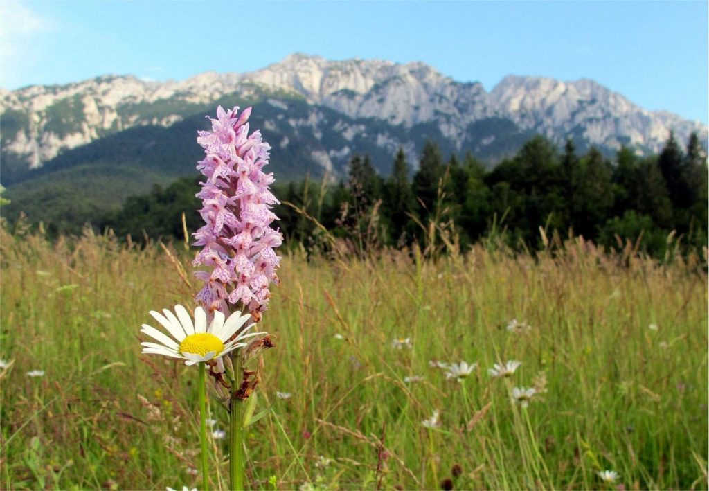 Flora en Piatra Craiului