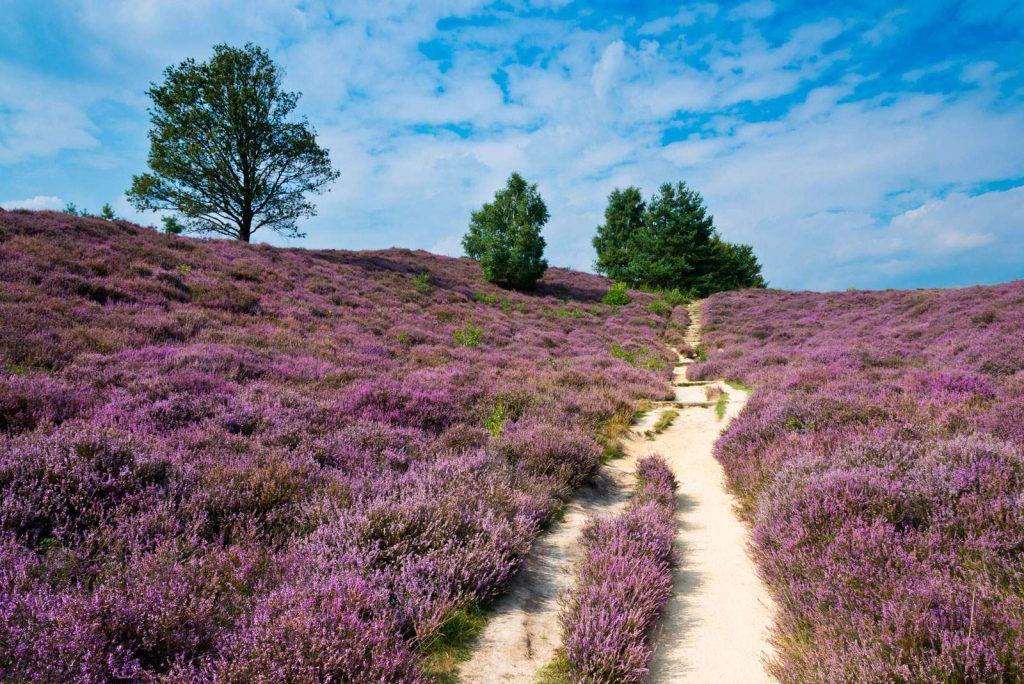 Parque Nacional de Hoge Veluwe