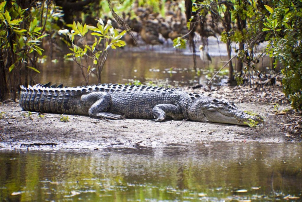 Fauna del parque nacional Kakadu