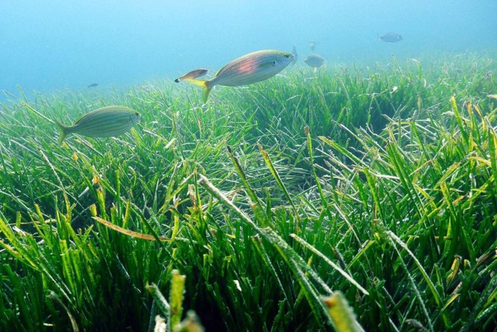 Posidonia oceanica en el Parque Nacional Calanques