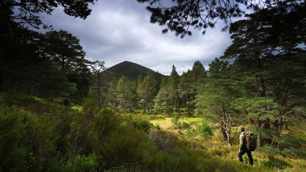 Ruta por el bosque de Rothiemurchus (Rothiemurchus Forest), Escocia