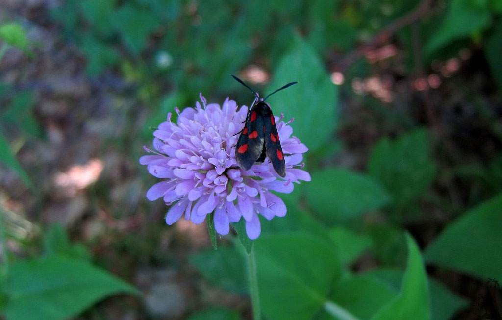 Vida silvestre en la montaña Dajti