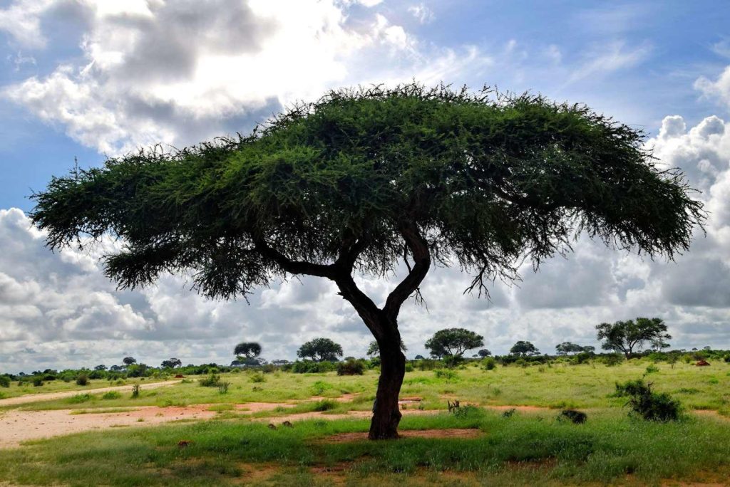 Acacia (Acacia tortilis)