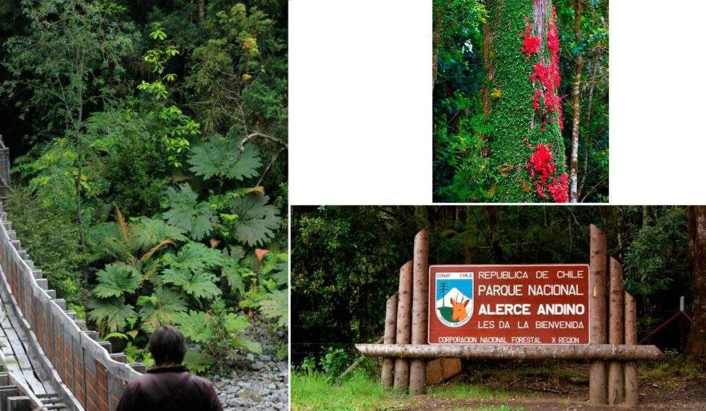 Atracciones turísticas y actividades en el Parque Nacional Alerce Andino