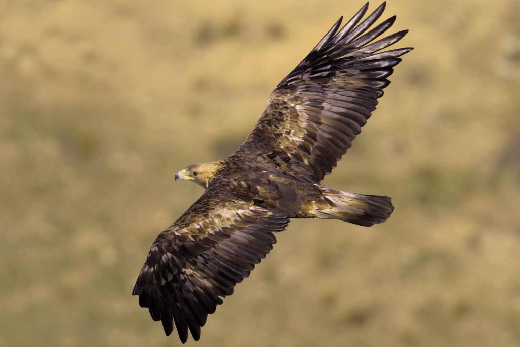 Águila real (Aquila chrysaetos) en el Parque Nacional de Bayanaul, Kazajistán