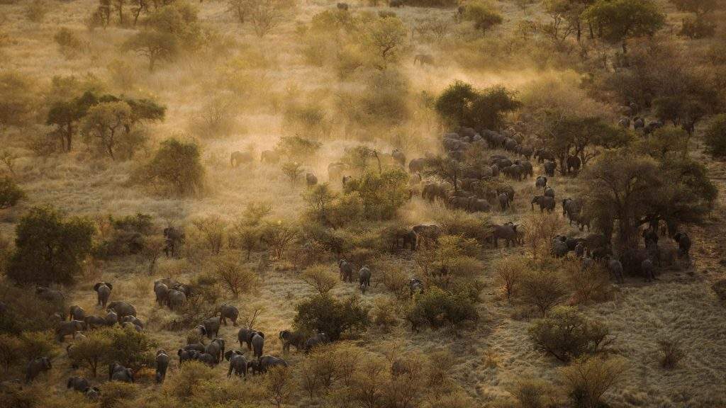 Animales en los Parques Nacionales del Chad