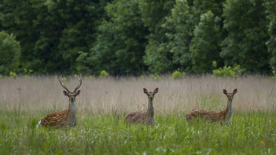 Animales del Parque Nacional Losiny Ostrov