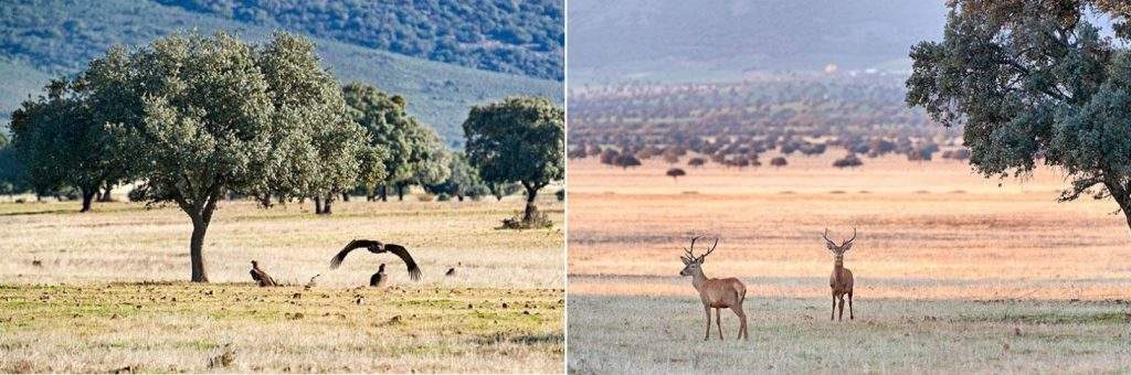 Animales salvajes en Sierra de las Nieves