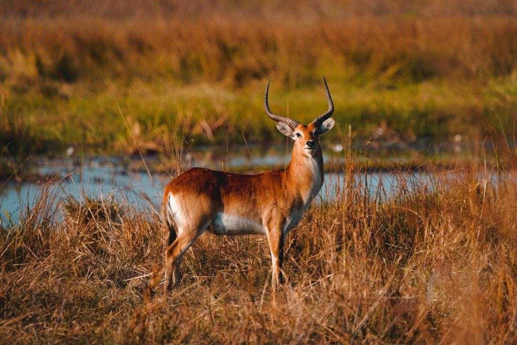 Antílope de Botswana