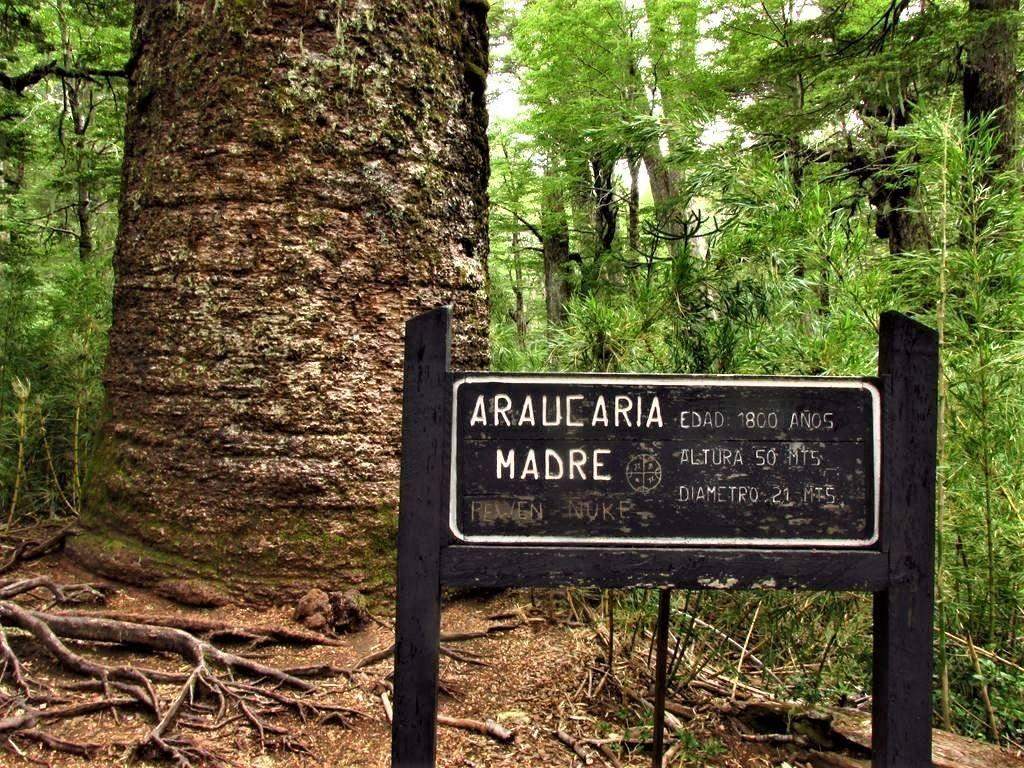 Araucaria Madre de 1800 años de edad, creciendo en el Parque Nacional Conguillío de Chile