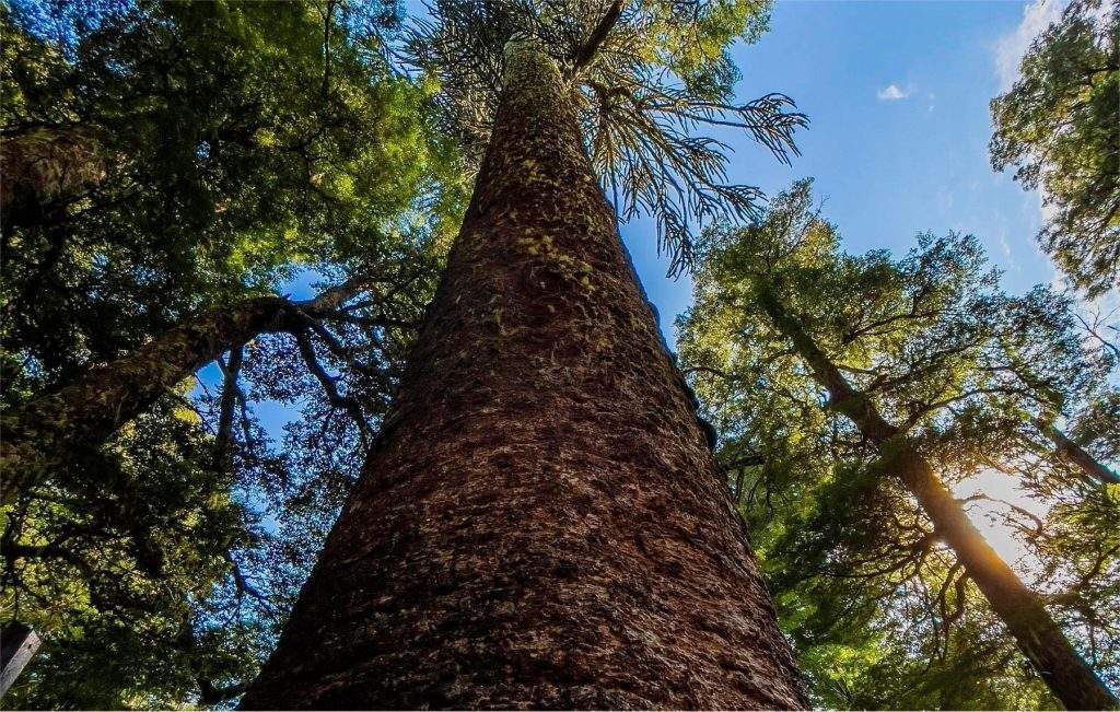 Araucaria Madre de Conguillío en Chile