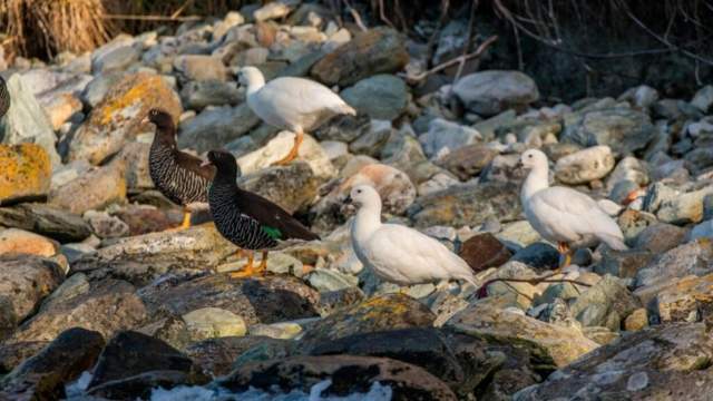 Aves del Área Marina Protegida Yaganes