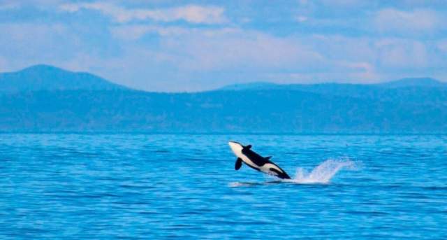 Ballenas en el Área Marina Protegida Yaganes, Argentina