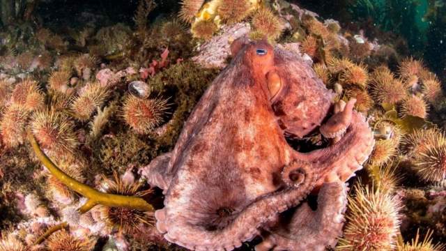 Fauna del Área Marina Protegida Yaganes