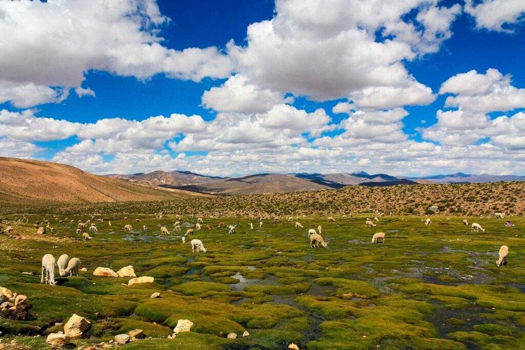 Área Natural de Manejo Integrado Apolobamba