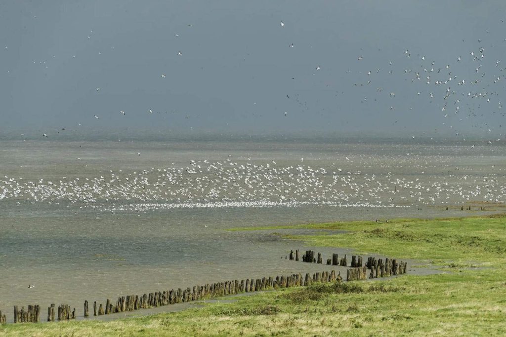 Aves migratorias en el Parque Nacional Lauwersnet