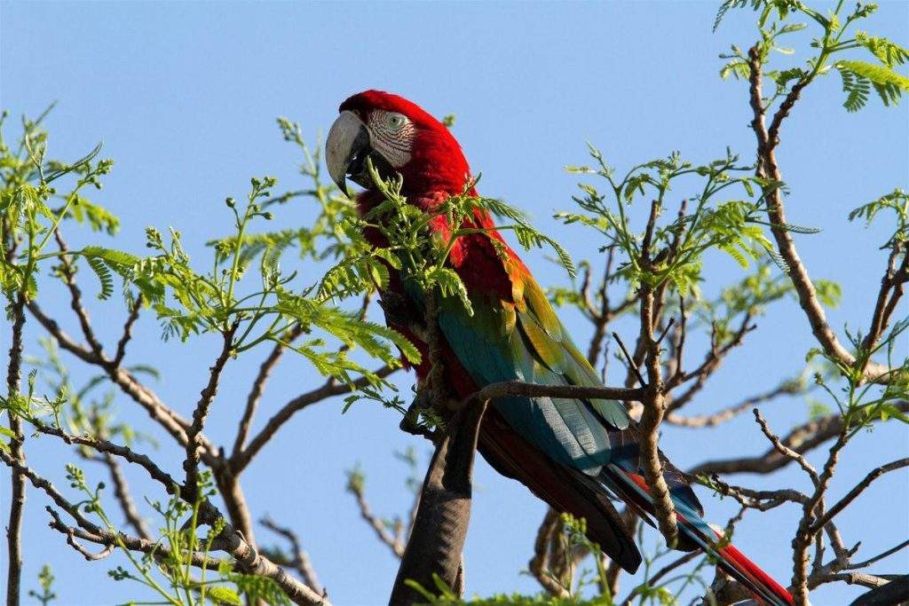 Aves en el Pantanal Matogrossense de Brasil