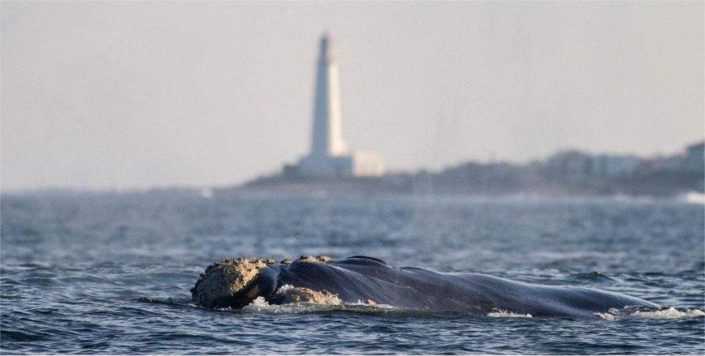 Avistamiento de ballena franca austral (Eubalaena australis) en Rocha y Cabo Polonio