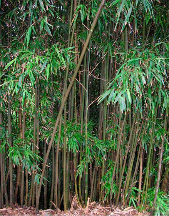 Bambú negro (Phyllostachys nigra), en Sichuan, China