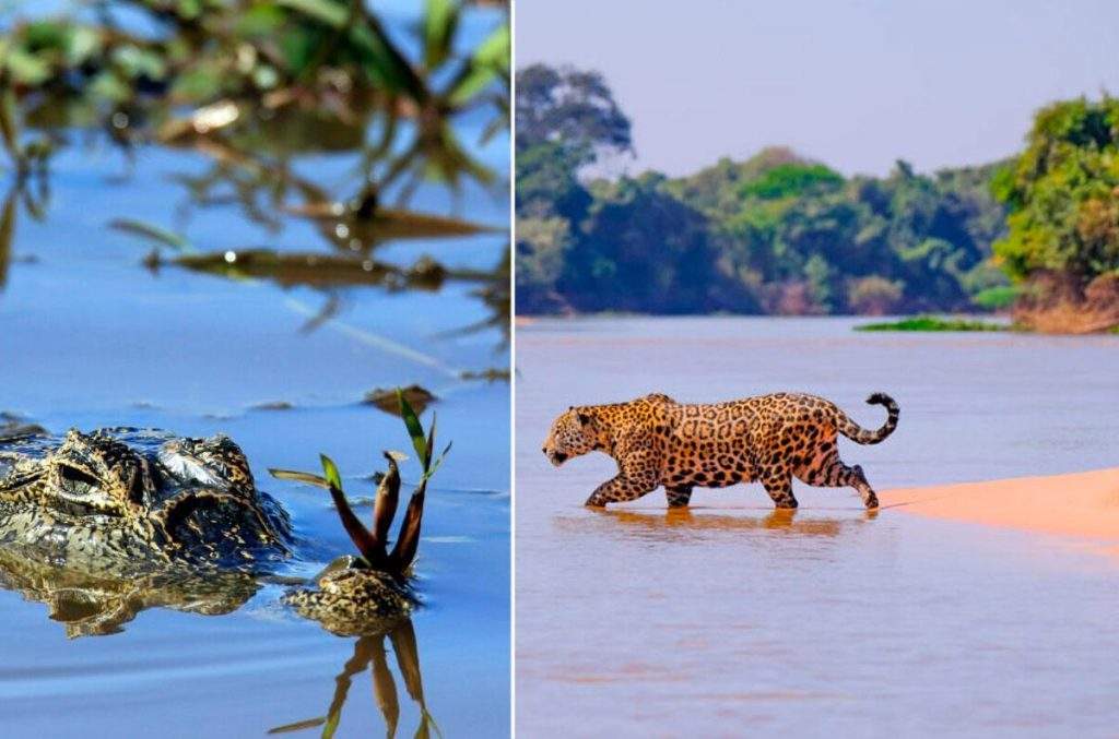 Biodiversidad en el Parque nacional Pantanal Matogrossense en Brasil