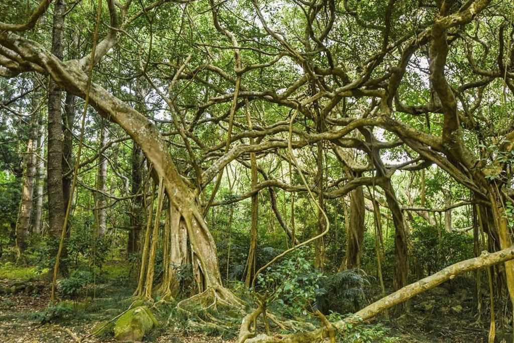 Bosque tropical de Sheding en Kenting, Taiwán