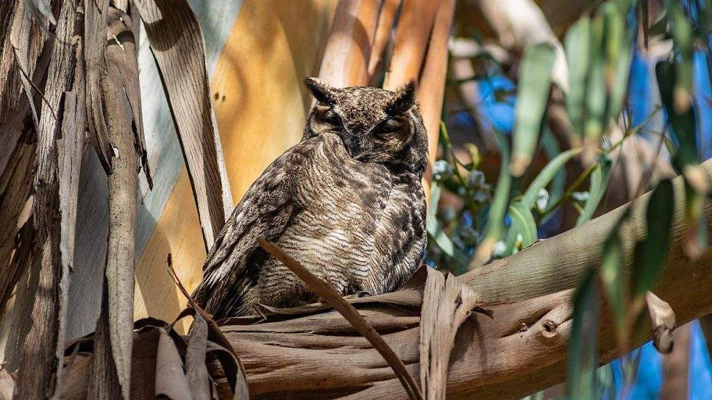 Bubo virginianus magellanicus del parque Fray Jorge