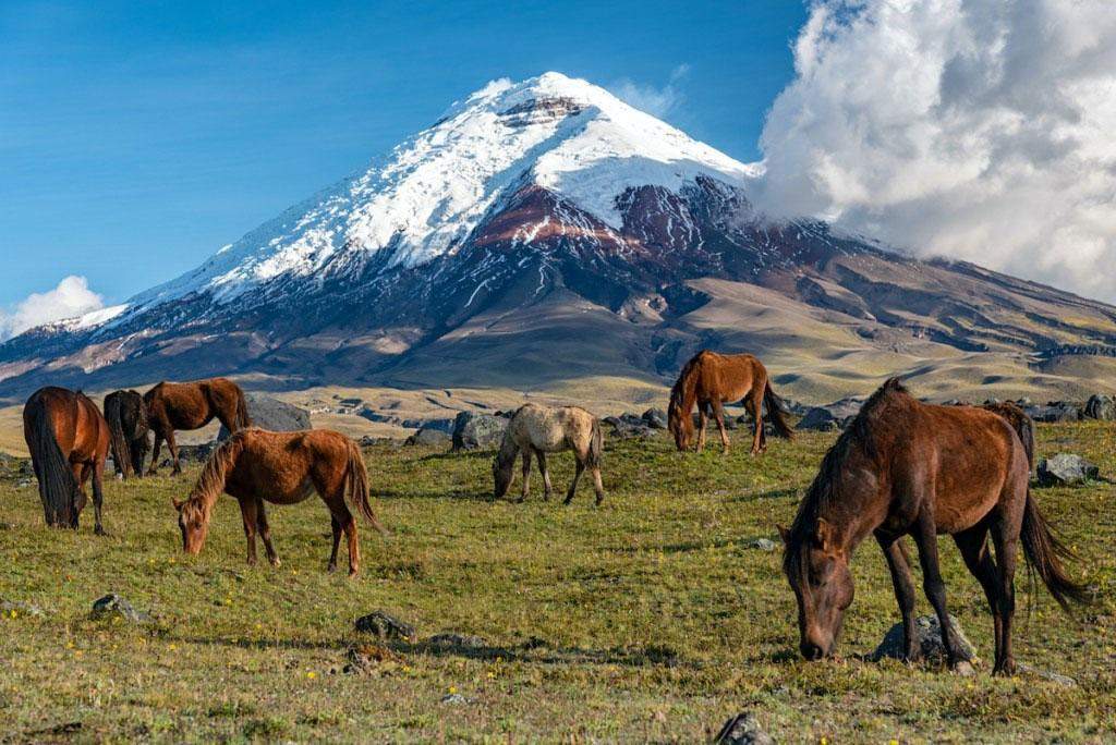 Caballos salvajes en el Parque nacional Cotopaxi