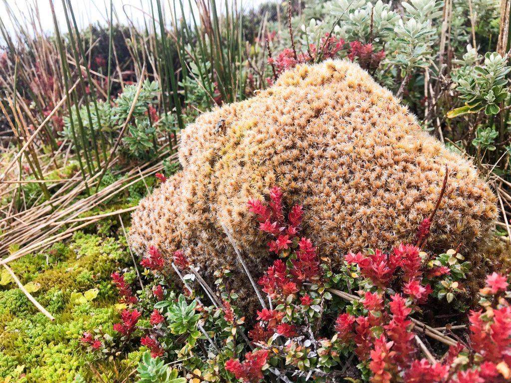 Flora del Parque Nacional Cabo de Hornos