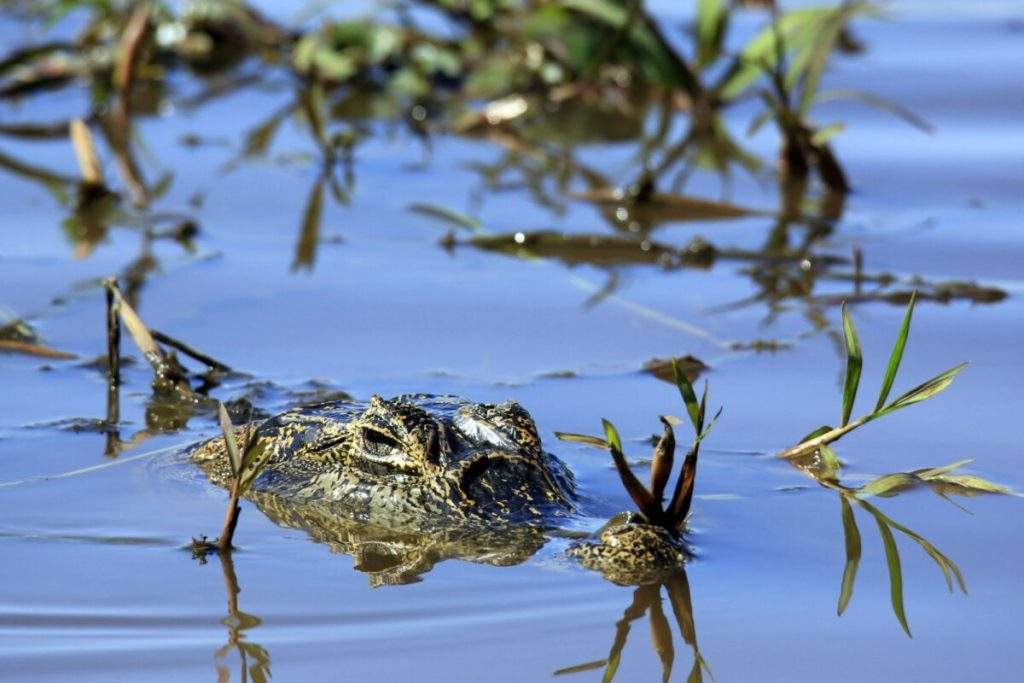 Caimán en el Pantanal Matogrossense de Brasil