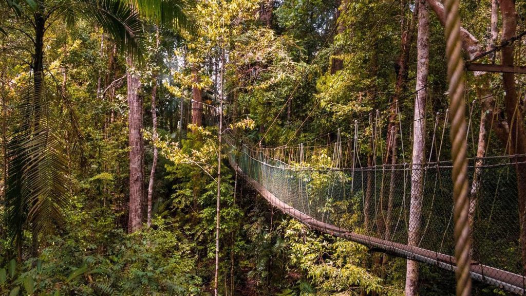 Sendero Canopy Walkway, Gunung Mulu, Malasia