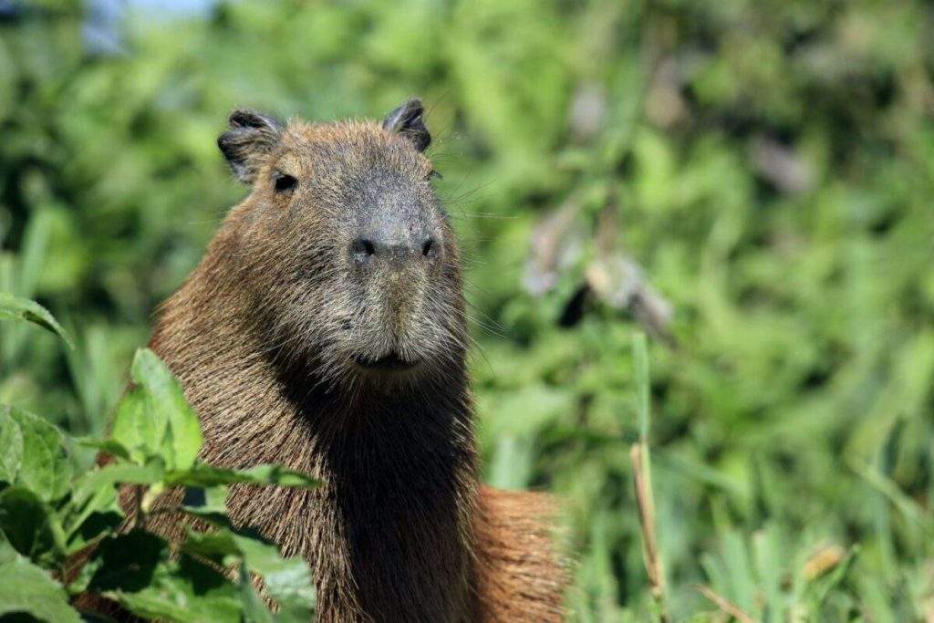 Capibara (Hydrochoerus hydrochaeris) en Pantanal de Brasil