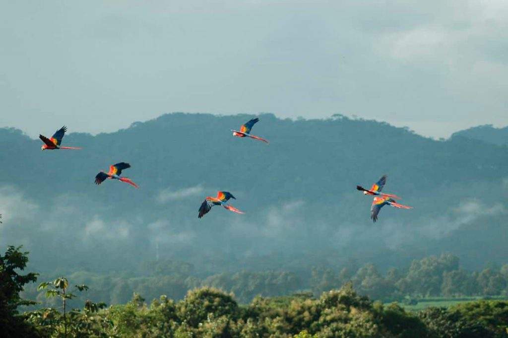 Parque Nacional de Carara