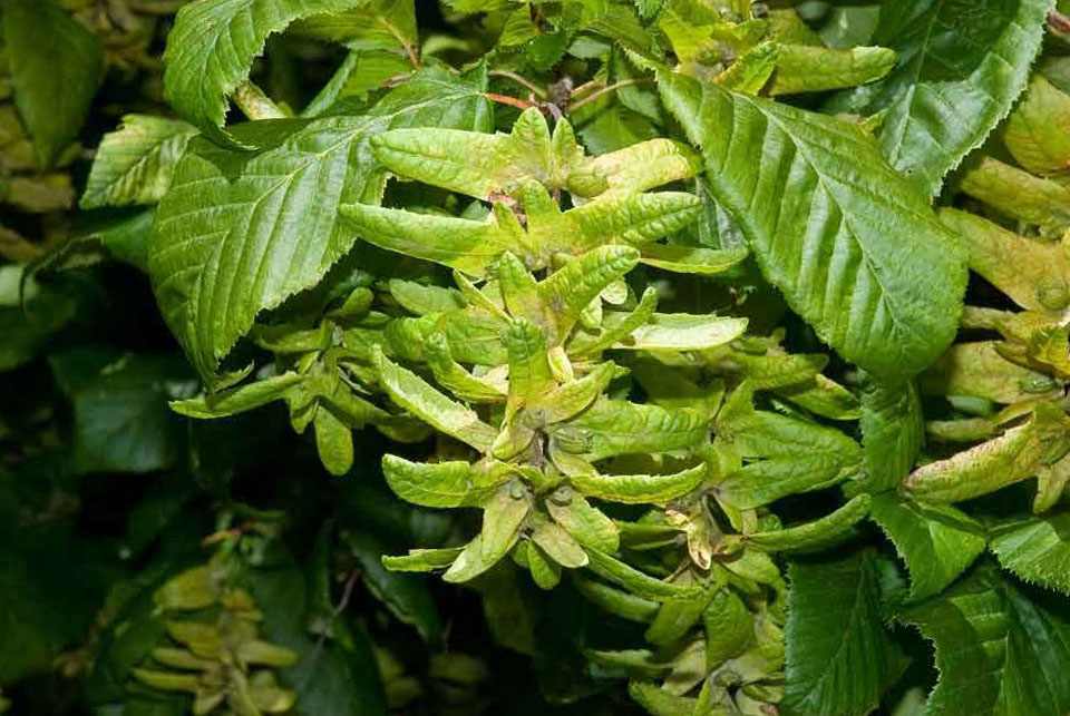 Carpe europeo (Carpinus betulus)