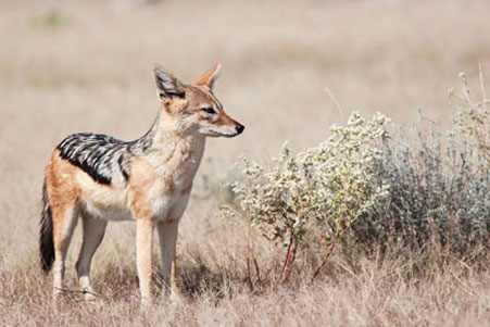 Chacal en el parque nacional Absheron, Azerbaiyán