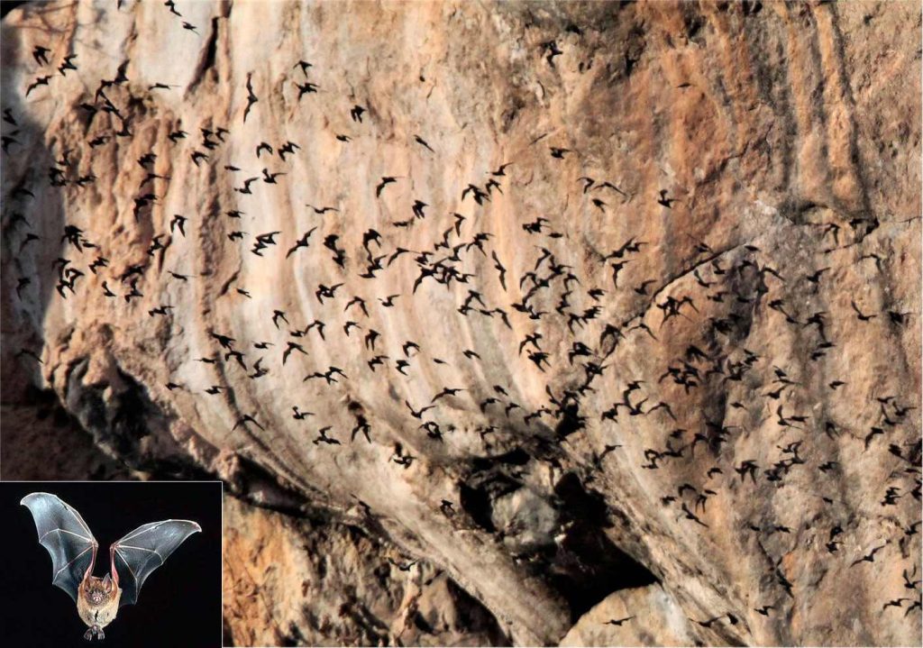 Murciélagos (Chaerephon plicatus) en Gunung Mulu, Malasia