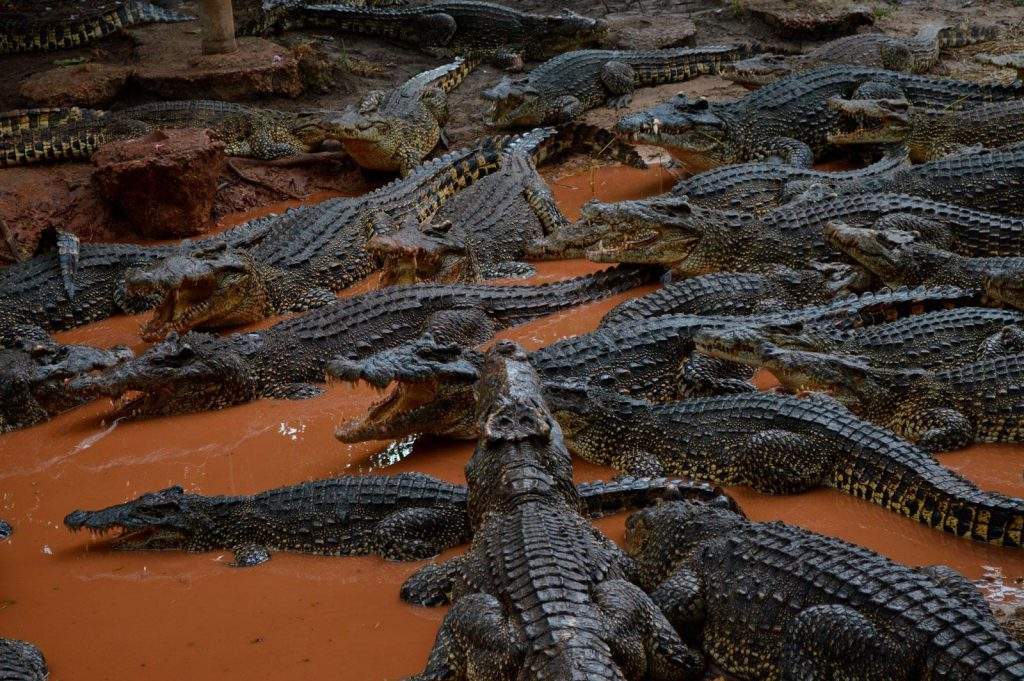 Parque Nacional Ciénaga de Zapata