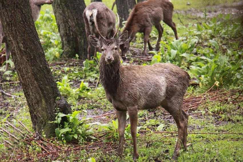 Ciervos (Cervus elaphus) en el parque de Bayanaul, Kazajistán