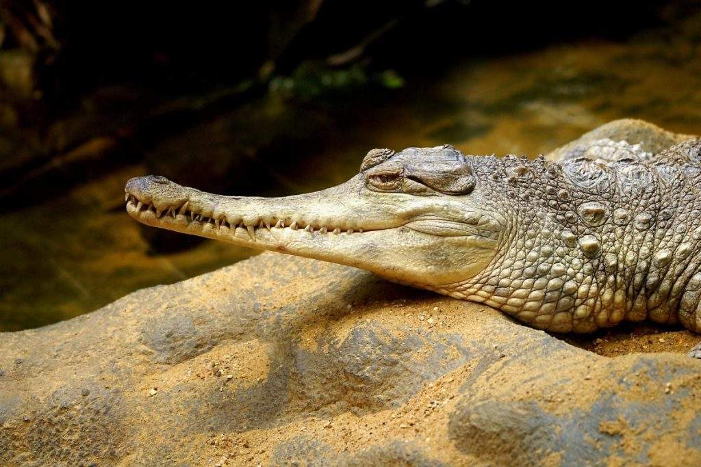 Cocodrilo de hocico delgado de África Occidental (Crocodylus cataphractus)