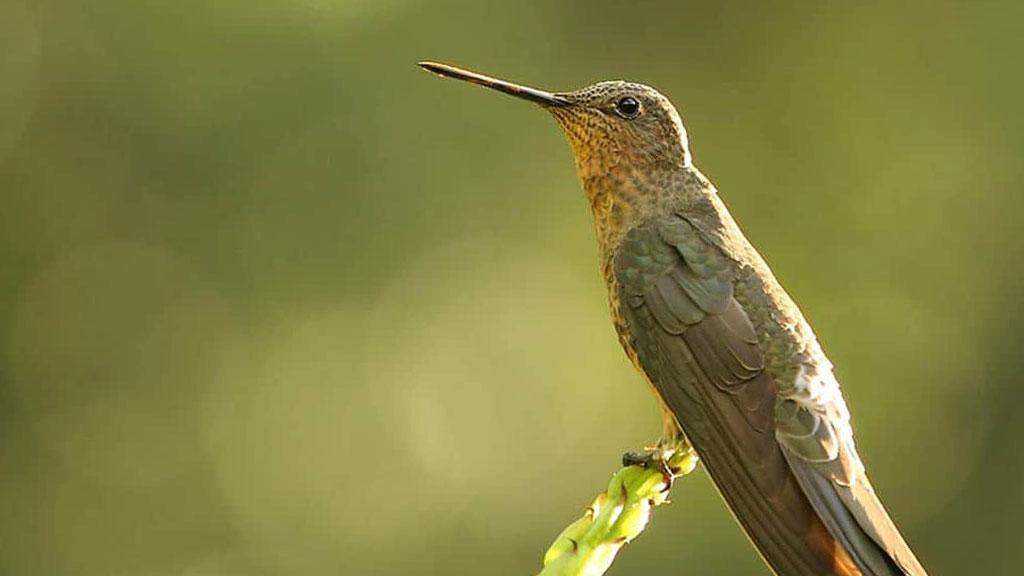 Colibrí gigante (Patagona gigas)