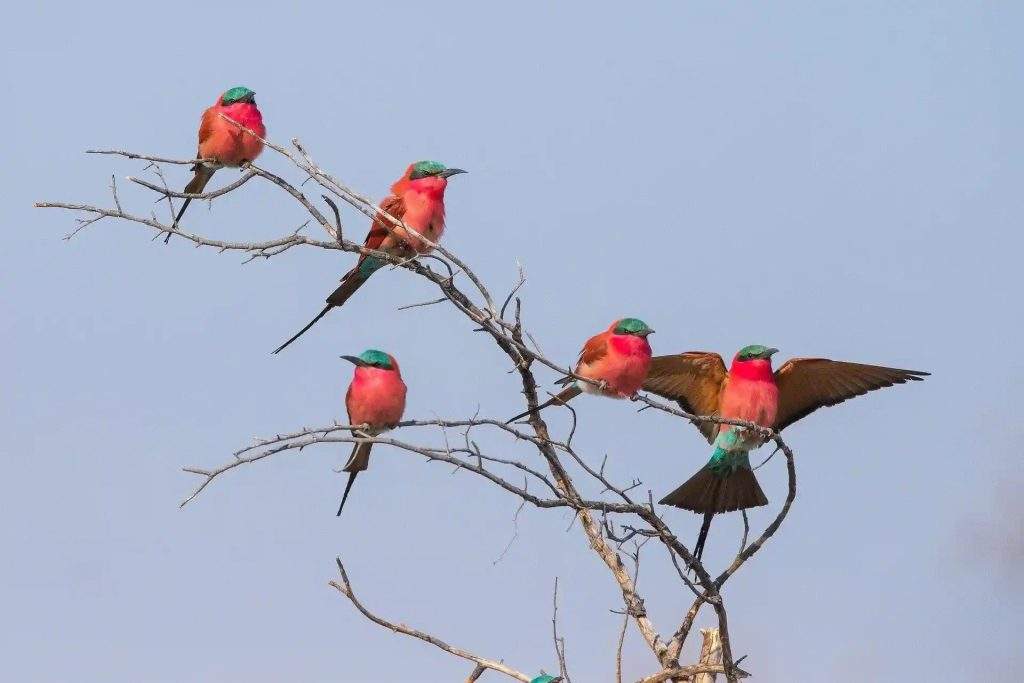 Comedores de abejas carmín (Carmine bee-eater)