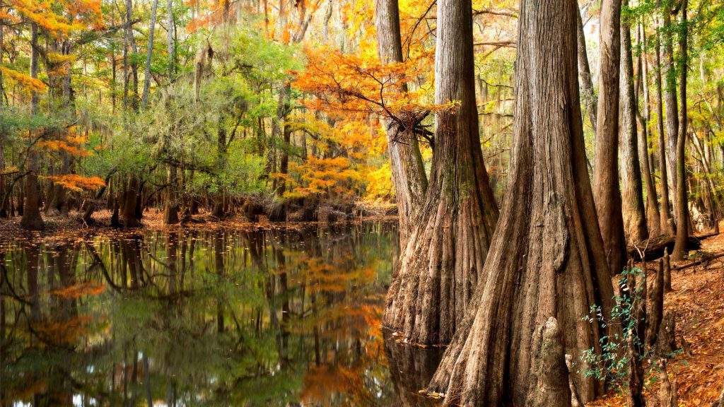 Parque Nacional Congaree