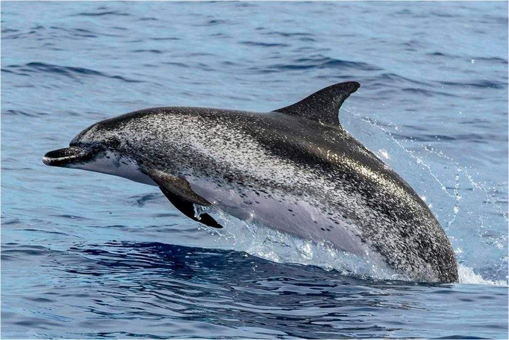 Delfín nariz de botella saltando en el agua en el Cabo de Hornos en Chile