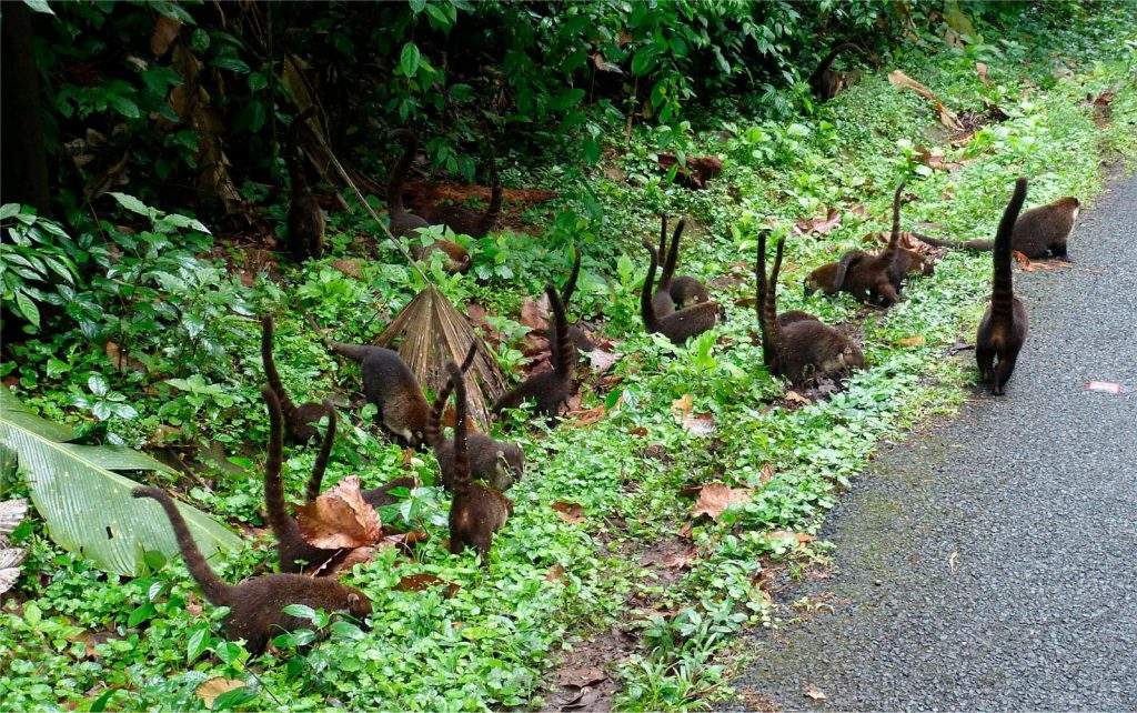 Parque Nacional Diriá