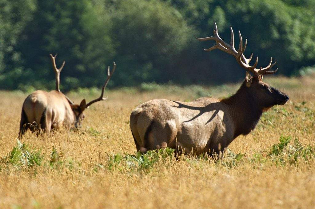 Parque Nacional Elk Island