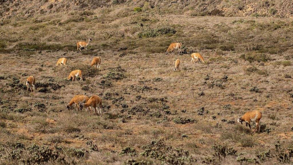 Familia de Guanacos (Lama guanicoe) en Fray Jorge