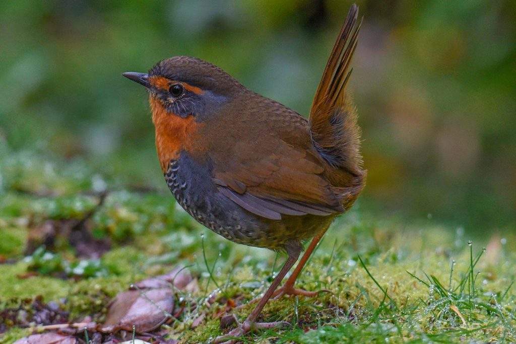 La fauna del Parque nacional Boa Nova en Brasil